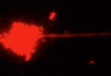How T-cells navigate the rough-and-tumble environment of the bloodstream