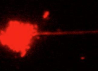 How T-cells navigate the rough-and-tumble environment of the bloodstream