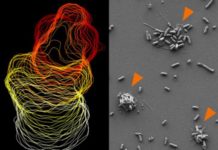 Immune system: The body’s street sweepers