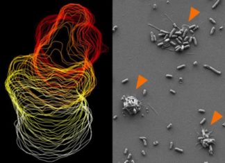 Immune system: The body’s street sweepers