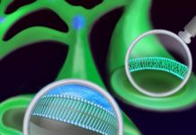 New imaging study reveals how saturated fatty acids damage cells