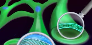 New imaging study reveals how saturated fatty acids damage cells