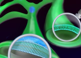 New imaging study reveals how saturated fatty acids damage cells