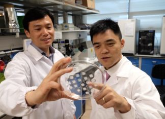New patch aims to turn energy-storing fats into energy-burning fats
