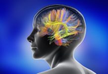 Nicotine Withdrawal Affects the Brain’s Cognitive System