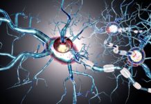 Novel Complementary Effects of Estrogen Treatment in Multiple Sclerosis