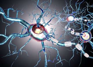 Novel Complementary Effects of Estrogen Treatment in Multiple Sclerosis