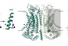 Protein structure could unlock new treatments for cystic fibrosis