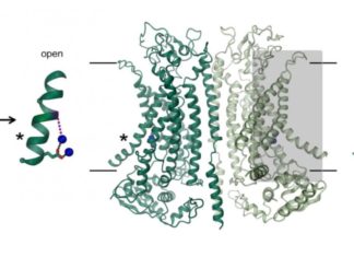 Protein structure could unlock new treatments for cystic fibrosis
