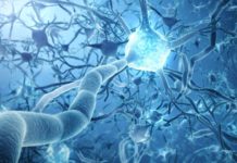 Selenium Protects a Specific Type of Interneuron in the Brain