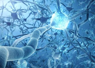 Selenium Protects a Specific Type of Interneuron in the Brain