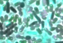 Bacteria acquire resistance from competitors