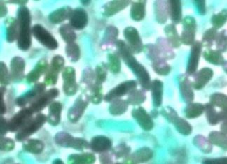 Bacteria acquire resistance from competitors