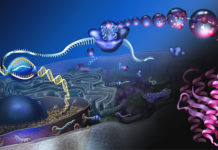 Visualizing single molecules in whole cells with a new spin