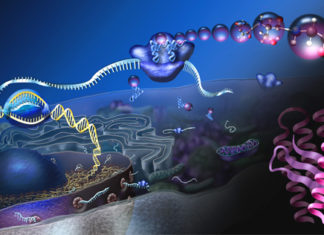 Visualizing single molecules in whole cells with a new spin