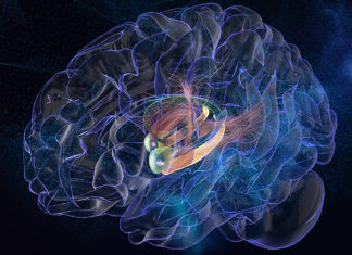 Direct Amygdala Stimulation Can Enhance Memory in Humans