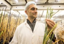Speed breeding technique sows seeds of new green revolution