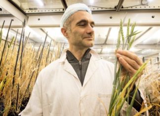 Speed breeding technique sows seeds of new green revolution