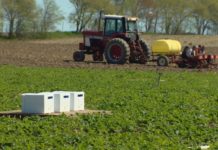 Agricultural fungicide attracts honey bees