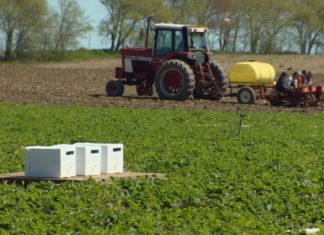Agricultural fungicide attracts honey bees