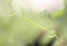 Agricultural parasite takes control of host plant’s genes