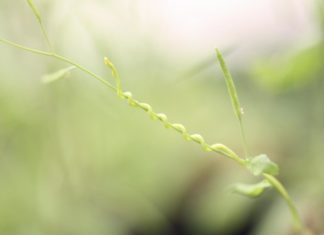 Agricultural parasite takes control of host plant’s genes
