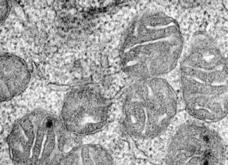 Anemia discovery offers new targets to treat fatigue in millions