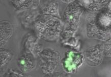 Are amoebae safe harbors for plague?