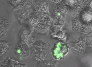 Are amoebae safe harbors for plague?