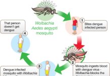 Bacteria block transmission of Zika and Dengue viruses
