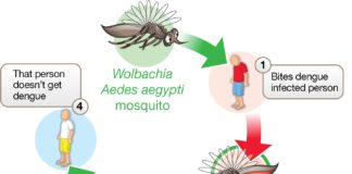 Bacteria block transmission of Zika and Dengue viruses