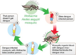 Bacteria block transmission of Zika and Dengue viruses