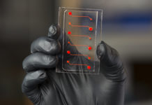 Blood-vessel-on-a-chip provides insight into new anti-inflammatory drug candidate