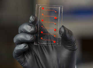 Blood-vessel-on-a-chip provides insight into new anti-inflammatory drug candidate