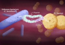 Botulinum-type toxins jump to a new kind of bacteria