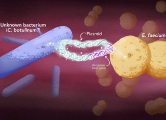 Botulinum-type toxins jump to a new kind of bacteria