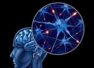 Brain’s Immune System May Be Key to Better Treatments for Psychiatric Disorders