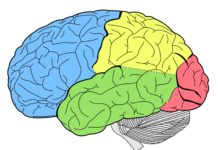 Can’t remember a name? Blame the left side of your brain