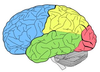Can’t remember a name? Blame the left side of your brain