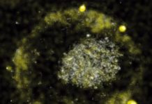 Certain bacteria produce tiny gold nuggets by digesting toxic metals