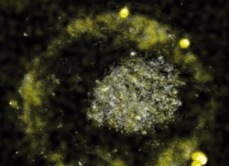 Certain bacteria produce tiny gold nuggets by digesting toxic metals