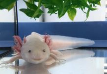 Decoding the Axolotl genome: Insights into tissue regeneration
