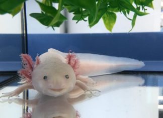 Decoding the Axolotl genome: Insights into tissue regeneration