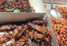 Eating Insects Might Seem Yucky, But They Are Nutritious and Digestible