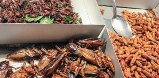 Eating Insects Might Seem Yucky, But They Are Nutritious and Digestible