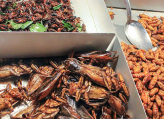 Eating Insects Might Seem Yucky, But They Are Nutritious and Digestible