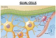 Glial Cells Play Key Role in Regulating Motivation for Drug in Heroin Addiction
