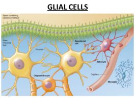 Glial Cells Play Key Role in Regulating Motivation for Drug in Heroin Addiction