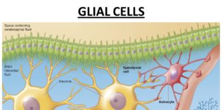 Glial Cells Play Key Role in Regulating Motivation for Drug in Heroin Addiction