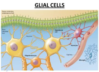 Glial Cells Play Key Role in Regulating Motivation for Drug in Heroin Addiction